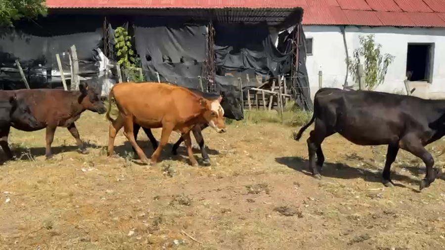 Lote TERNERAS