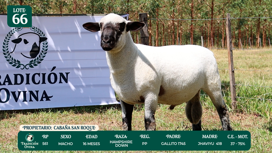 Lote LOTE 66