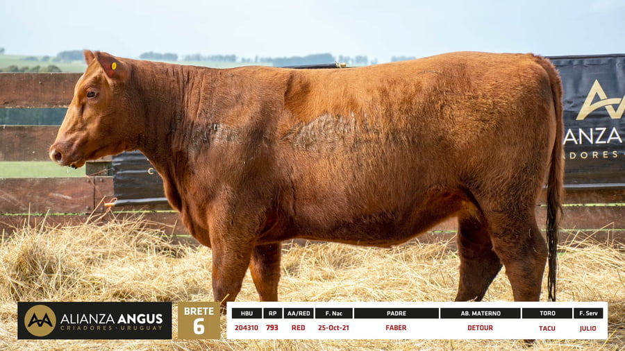 Lote Vaquillona RP 793 - PI 2 Años Preñadas