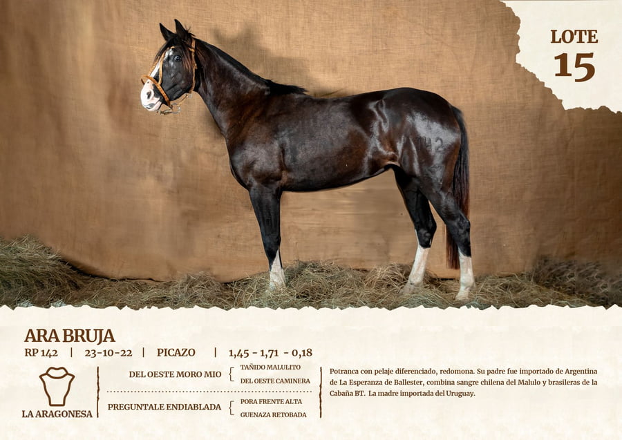 Lote ARA BRUJA