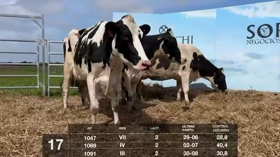 Lote VACAS EN PRODUCCIÓN