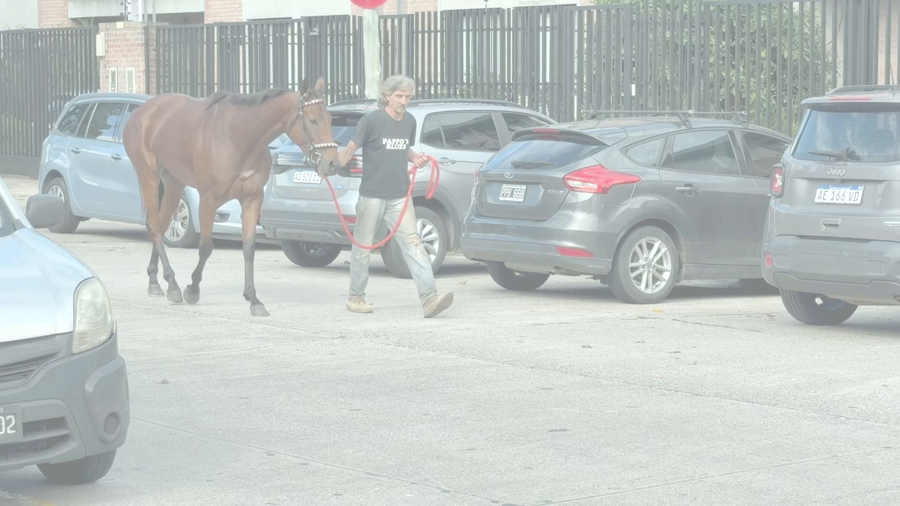 Lote LA DIBUJANTE (TREASURE BEACH -  DEAR BUBBLE) EN TRAINING