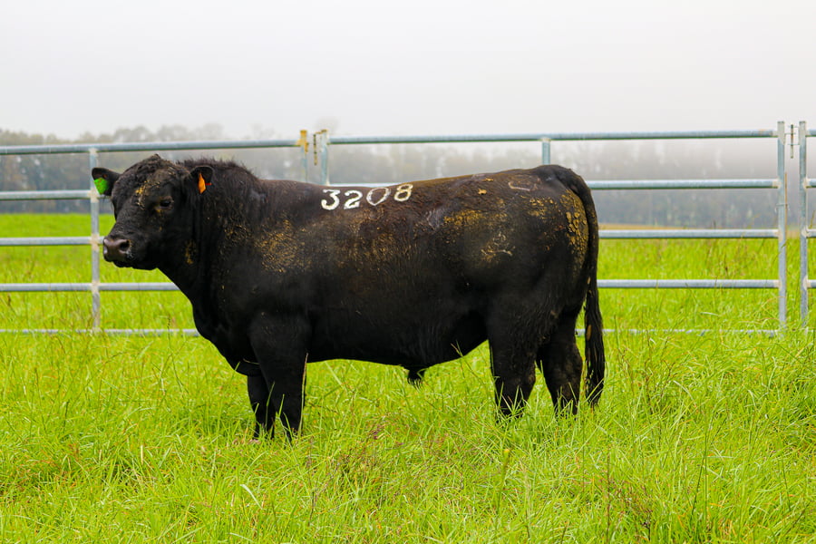 Lote ABERDEEN ANGUS SA - Angus NEGROS