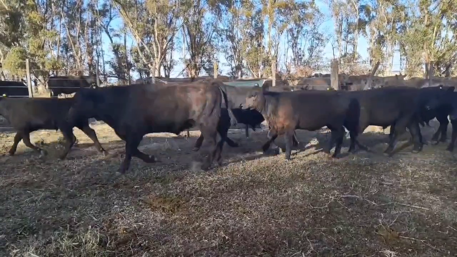 Lote 76 Terneros/as en Espartillar