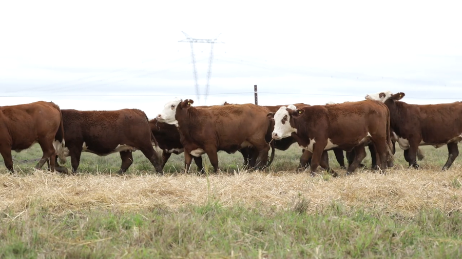 Lote Vaquillas señal 3 preñadas de otoño REMATE AGOSTO 2026