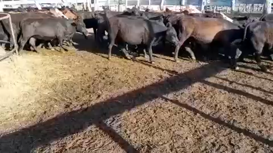 Lote 68 Terneras en Villa Elisa, Entre Ríos