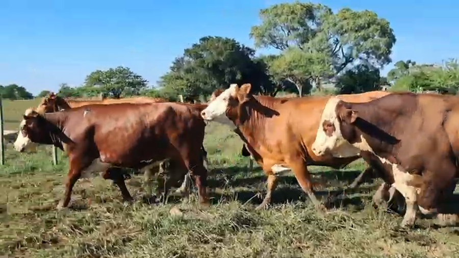 Lote 15 Vacas p/ invernar