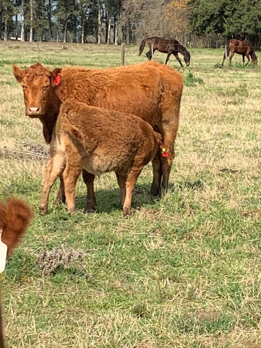 Lote Vientres Paridos MaS - Puros Controlados