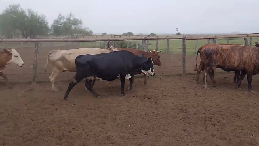 Lote 30 Vacas p/ invernar en Corrientes, Paso de Los Libres