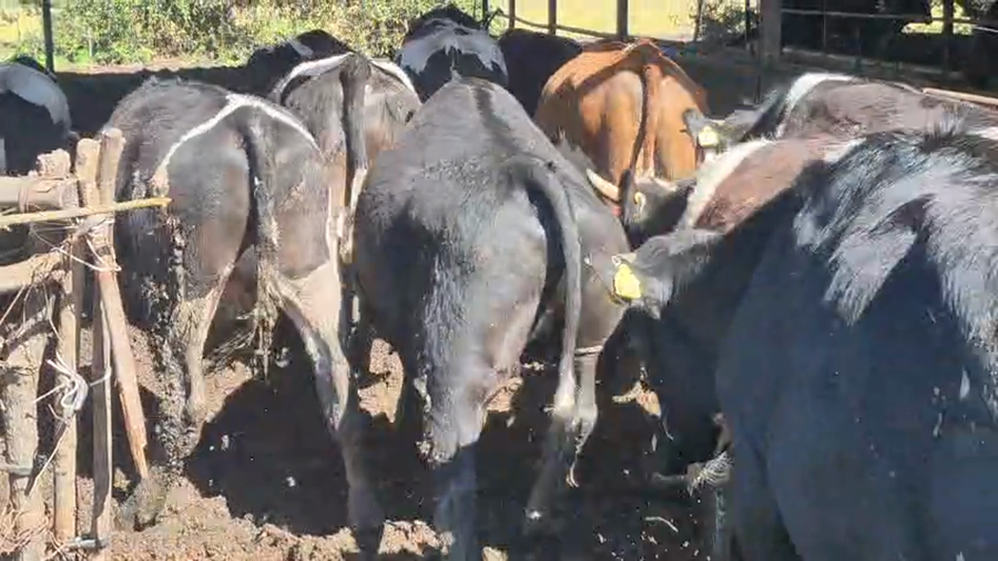 Lote 45 Novillo Gordo en Yerbas Buenas, VII  Región Maule
