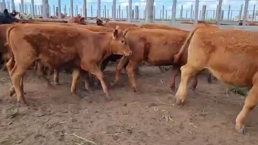 Lote 274 Terneros/as en Los Toldos, Buenos Aires