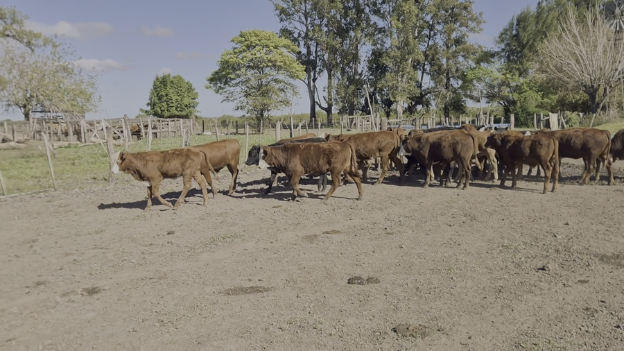 Lote 32 Terneros/as en Santa Fe, Reconquista