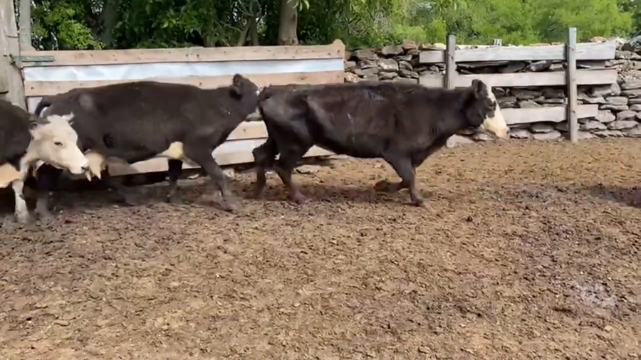 Lote Vacas de Invernada