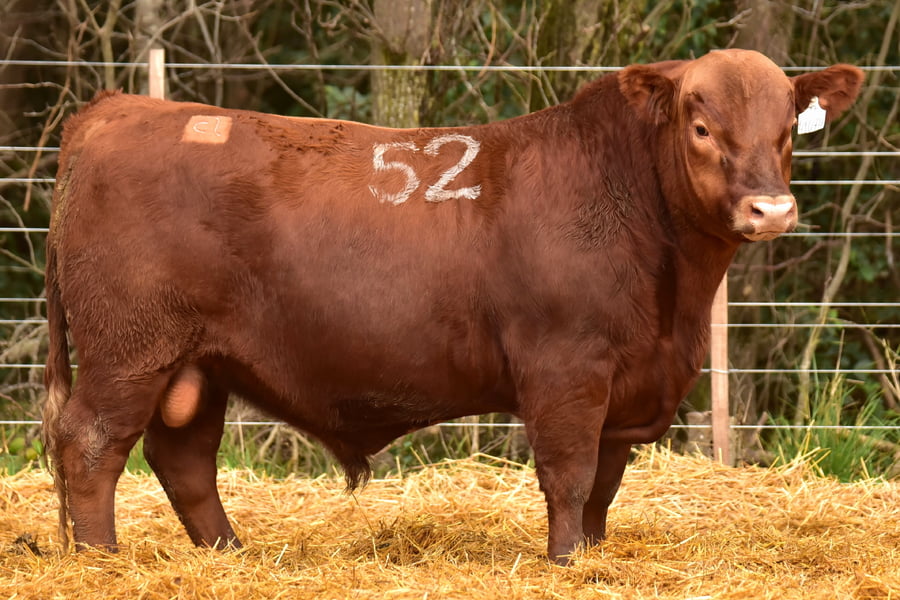 Lote TOROS ANGUS PC