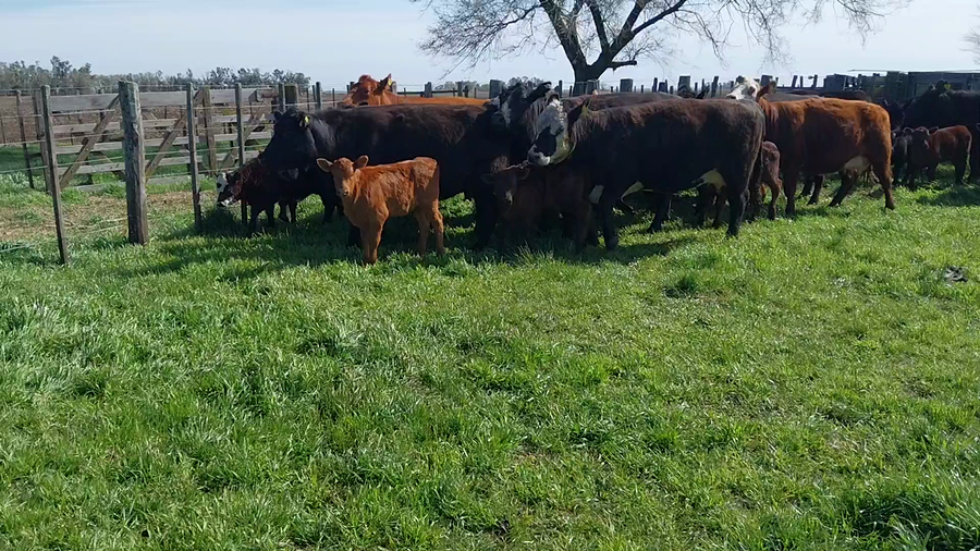 Lote 18 CUT con cría