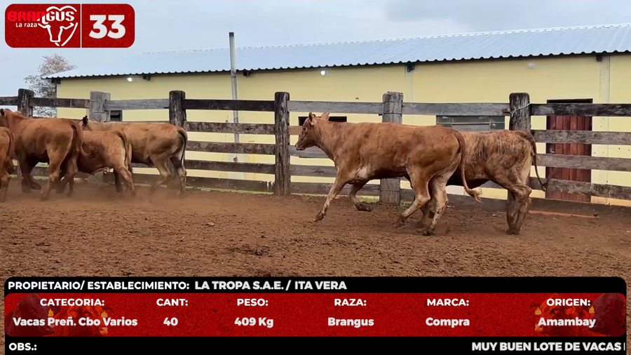 Lote LOTE 33 - POR PANTALLA