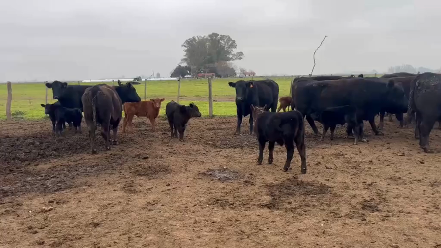 Lote 140 Vacas usadas paridas
