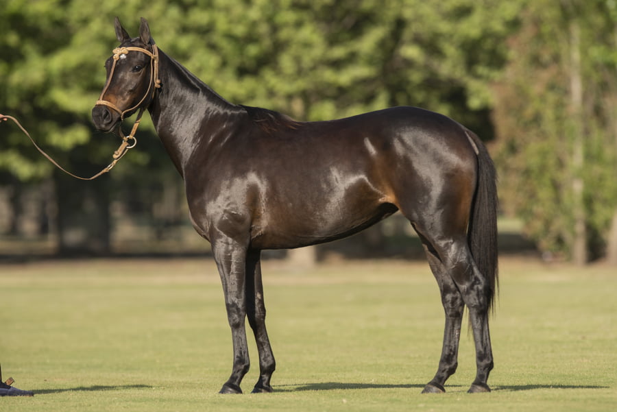 Lote TAITA BRUJA - T/E (DOLFINA EL MESSI - ESCRIBA ADIVINA)