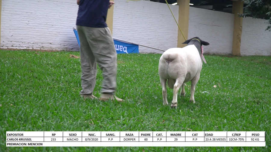 Lote Dorper Expo Internacional 2022 - Lote 4