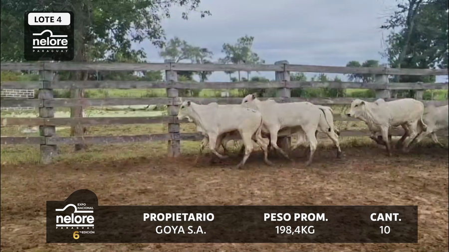 Lote LOTE 4