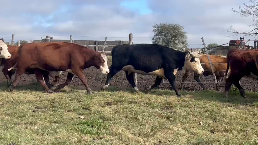 Lote 22 Vacas de invernar en Corrientes, Curuzu Cuatia