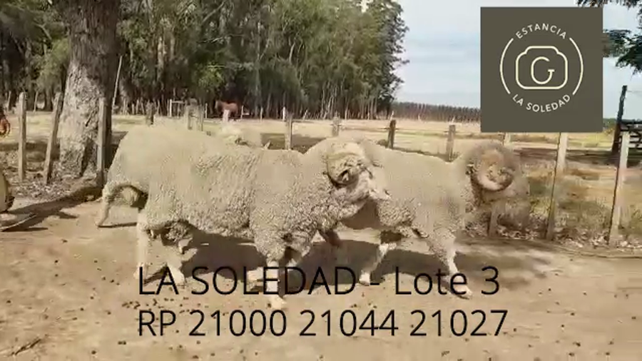 Lote Lote 3 La Soledad