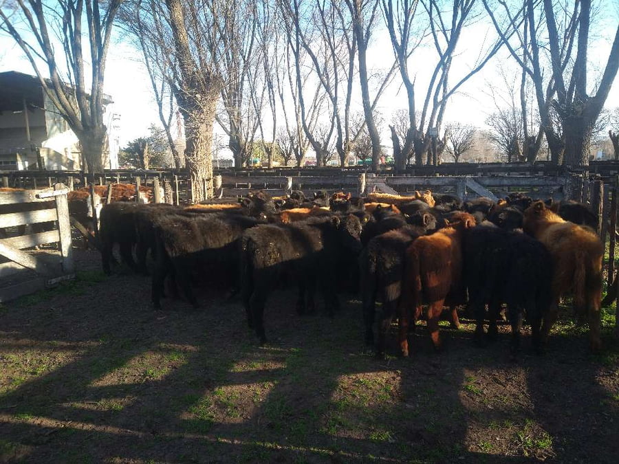 Lote 44 Terneros en Gral. Lamadrid, Buenos Aires