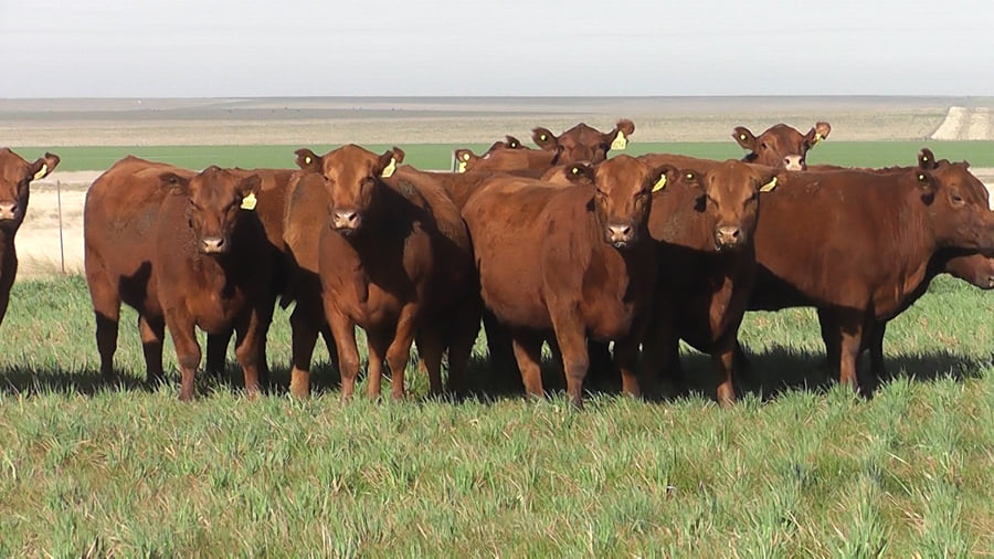 Lote VAQ. A. ANGUS COLORADAS P. CONTROLADAS  PARICIÓN DE OTOÑO