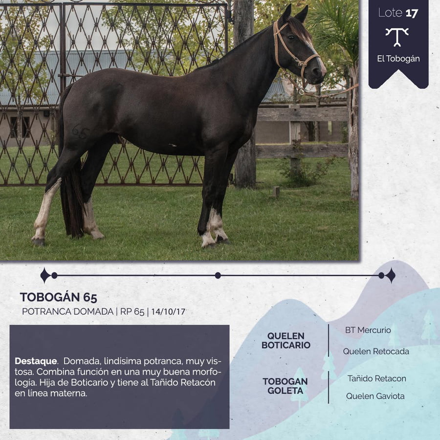 Lote TOBOGAN 65