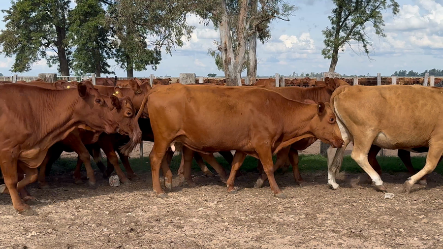 Lote 30 Vacas de invernar
