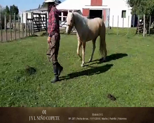 Lote Caballos a remate en 2da ESTA NOCHE BAYA, San José