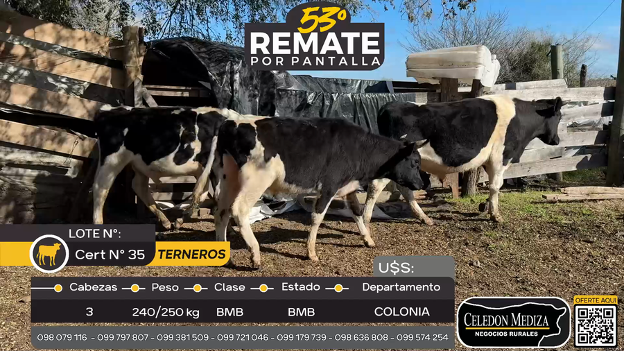 Lote 3 Terneros en Rosario, Colonia