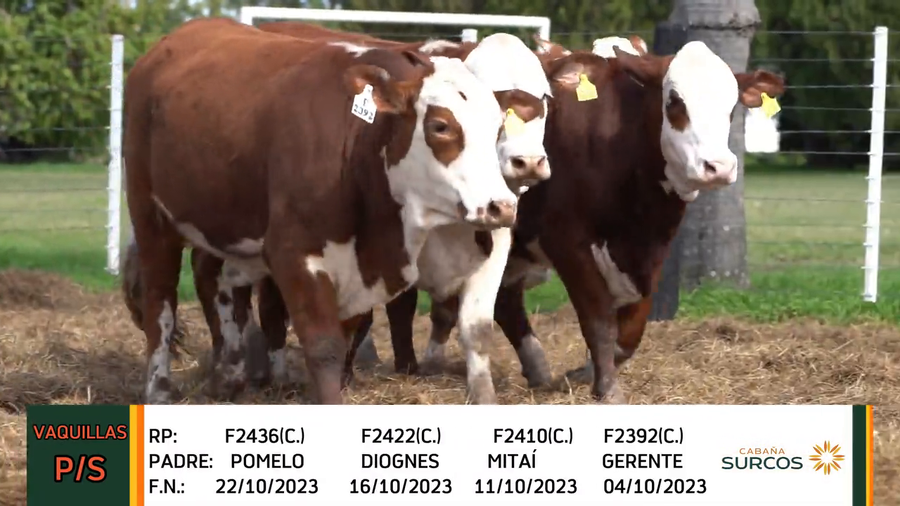 Lote VAQUILLAS 2023 P/SERVICIO BRAFORD