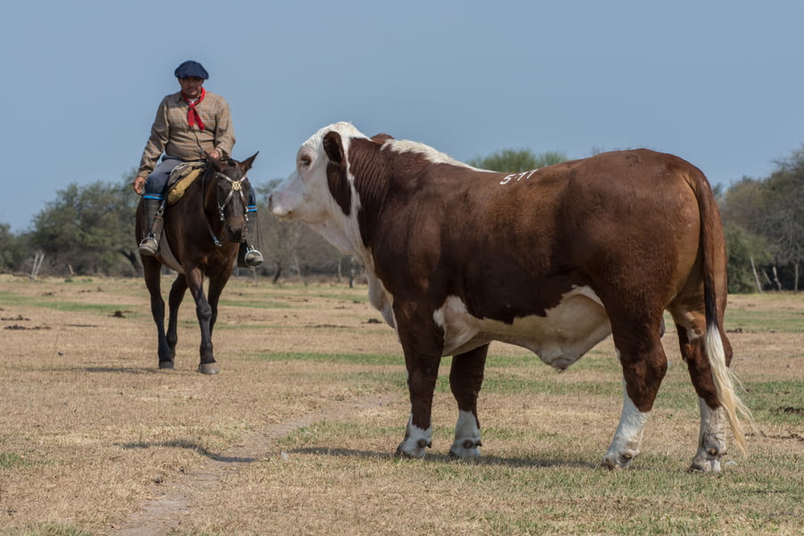 Lote Corral 4/5-CABAÑA ESTANCIA VIEJA