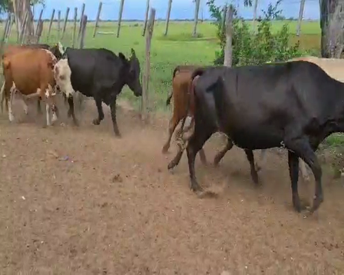 Lote 39 Vacas en Esquina, Corrientes