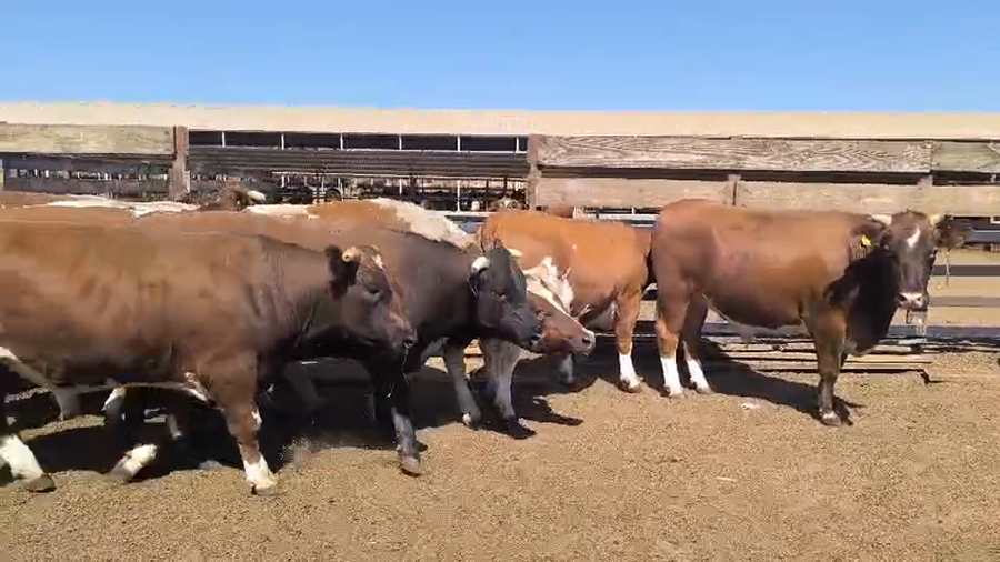 Lote 20 Novillo Gordo en Los Ángeles, VIII Región Biobío