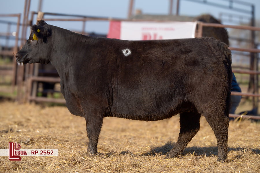 Lote VAQUILLONAS ANGUS  PP