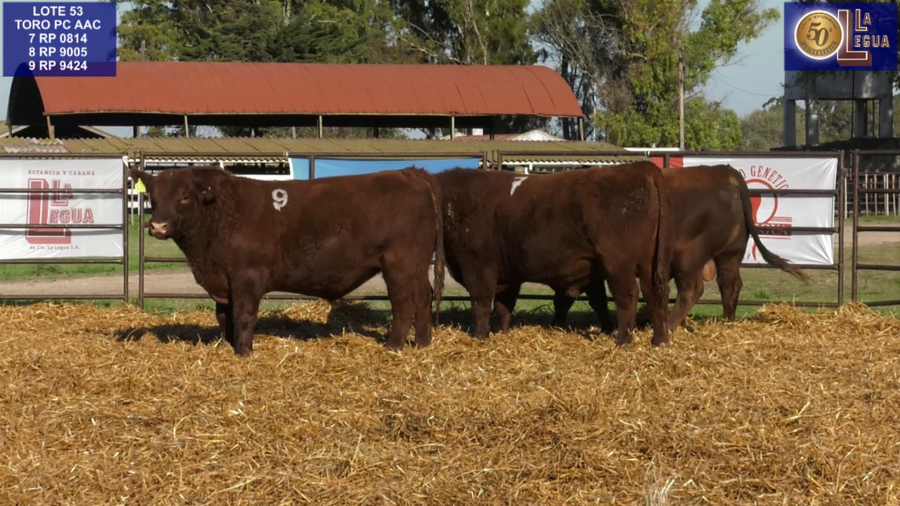 Lote TOROS ANGUS COLORADOS PC