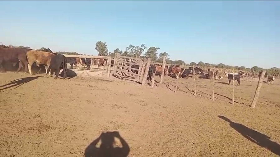 Lote 70 Terneros/as Brangus en Villa Minetti, Santa Fe