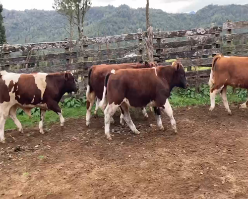 Lote 17 Ternero en Cisnes, XI Región Aysén