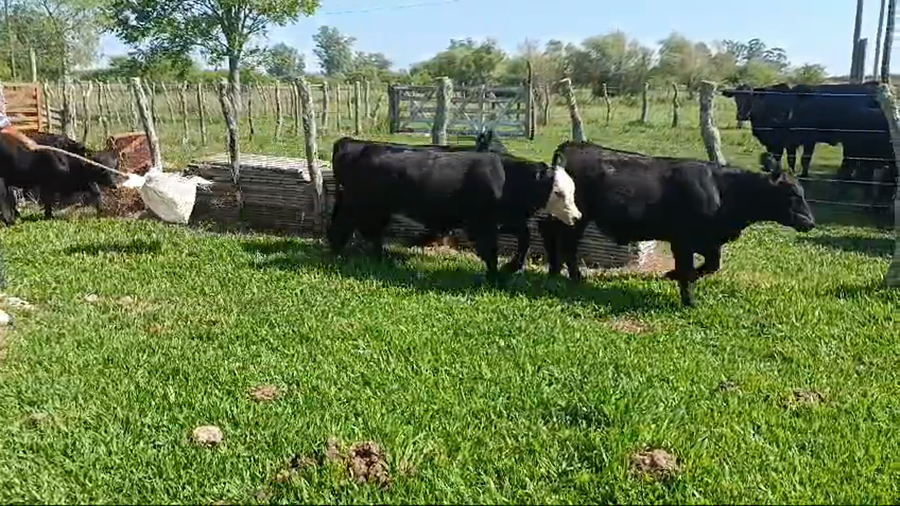 Lote 109 Terneros/as en Corrientes, Curuzú-Cuatiá