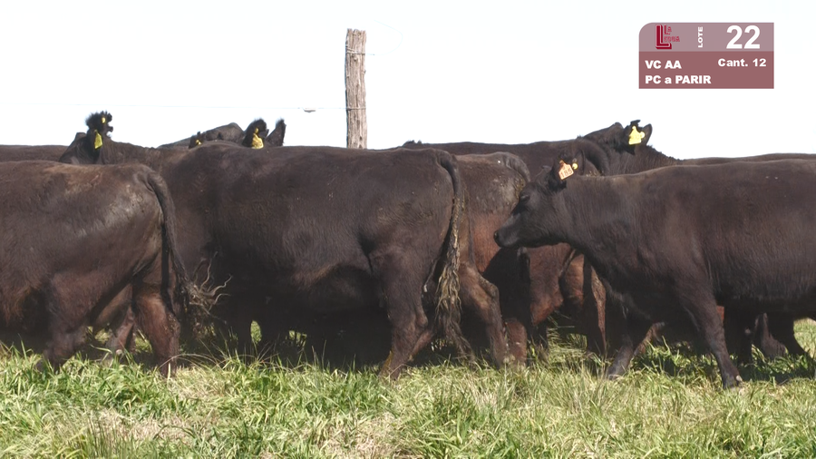 Lote VACAS ANGUS NEGRAS BASE PARIDAS
