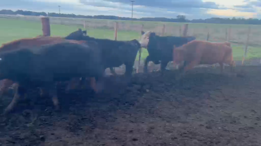 Lote 100 Novillitos y Vaquillonas en Coronel Vidal