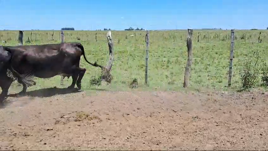 Lote 32 Vacas CUT preñadas
