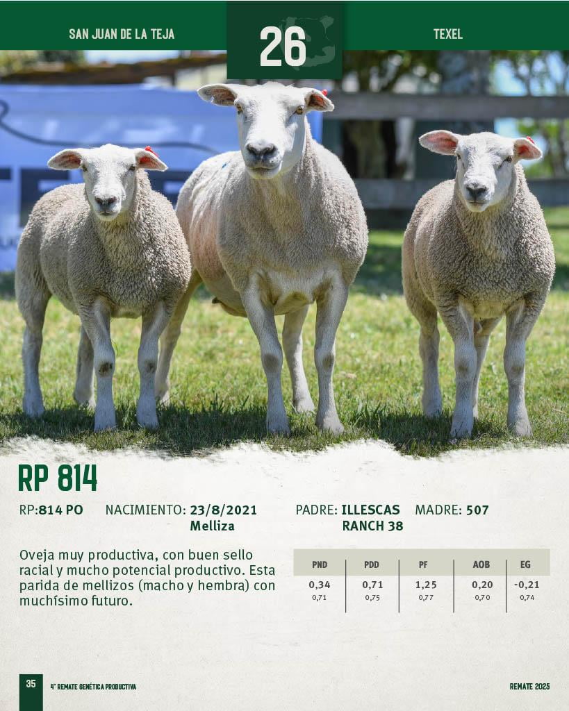 Lote Ovejas a remate en 4º Genetica Productiva, San José