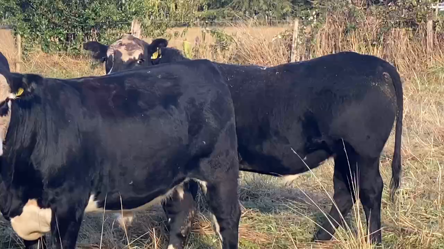 Lote 40 Novillo Gordo en X Región Los Lagos, Puyehue