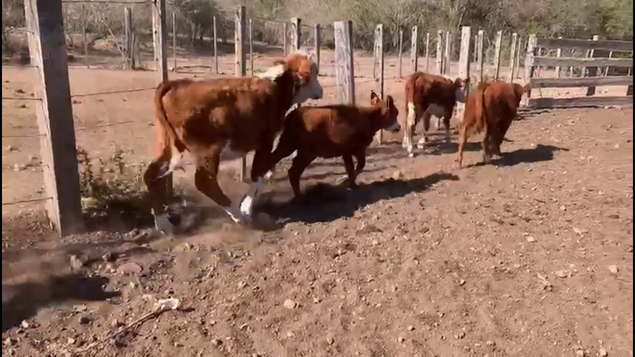 Lote TERNEROS Y TERNERAS