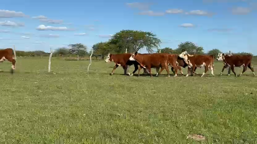 Lote 120 Novillitos en Corrientes, Curuzu Cuatia