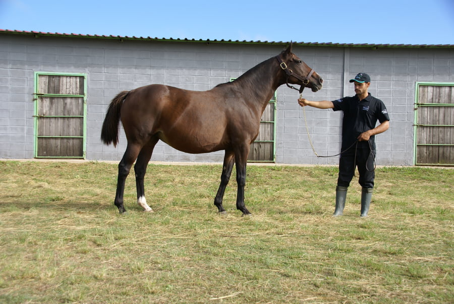 Lote GIPSY ICON (Arg)