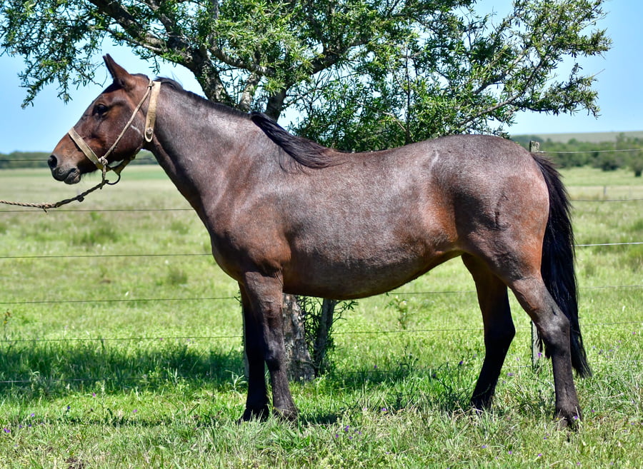 Lote Sabia De Los Relinchos 1159